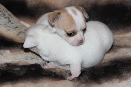 de la Voie des Péniches - Chihuahua - Portée née le 05/12/2012