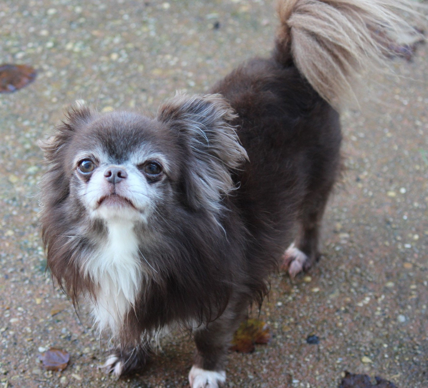 Rusty De La Piedra Del Sol