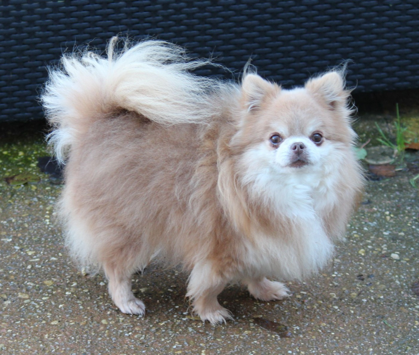 Odin Des Collines D'Aztlan