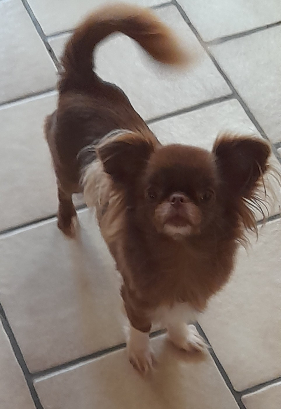 Scarlet des petits dragons de cupidon