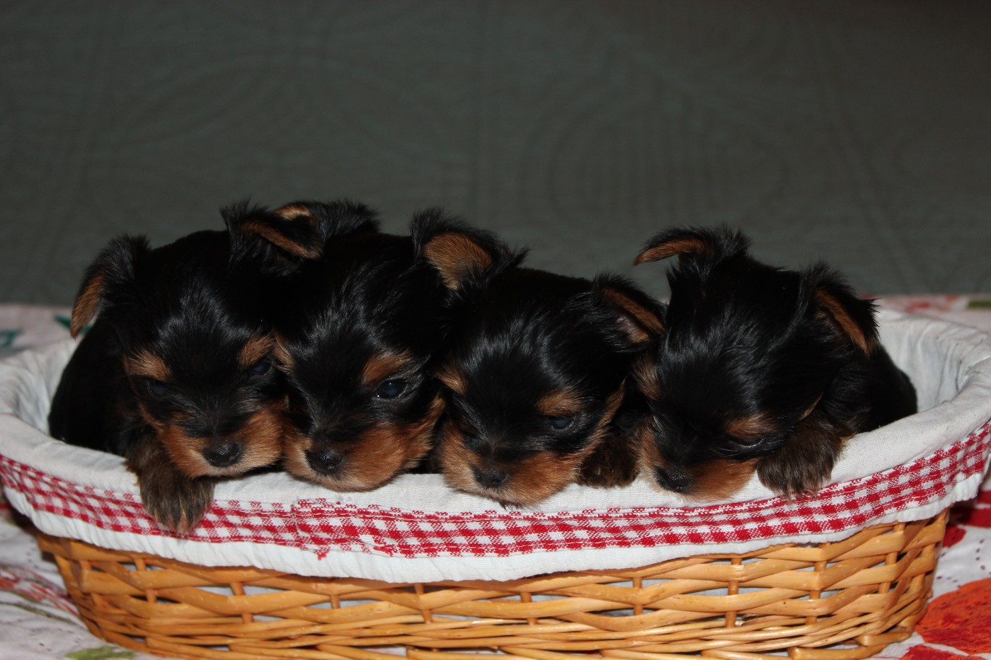 Une belle portée de 5 chiots sont nés le lundi 4 mai naissance naturelle en 3 heures
