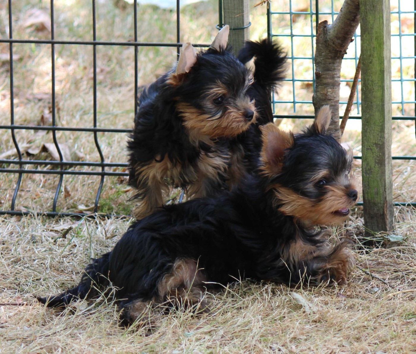 1 PETIT MALE ET 1 PETITE FEMELLE SONT TOUJOURS EN ATTENTE D'UNE FAMILLE 5 ETOILES