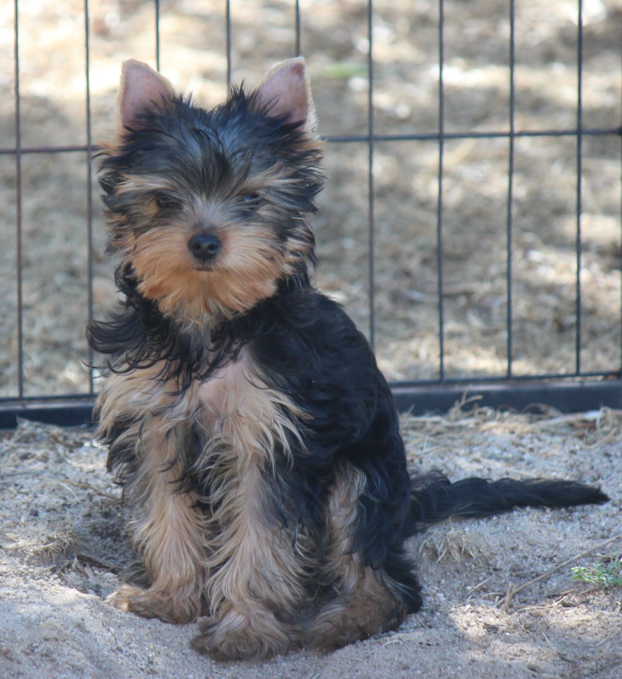 MES BEBES YORKSHIRES TERRIERS ONT TOUS TROUVES UNE TRES BONNE FAMILLE.