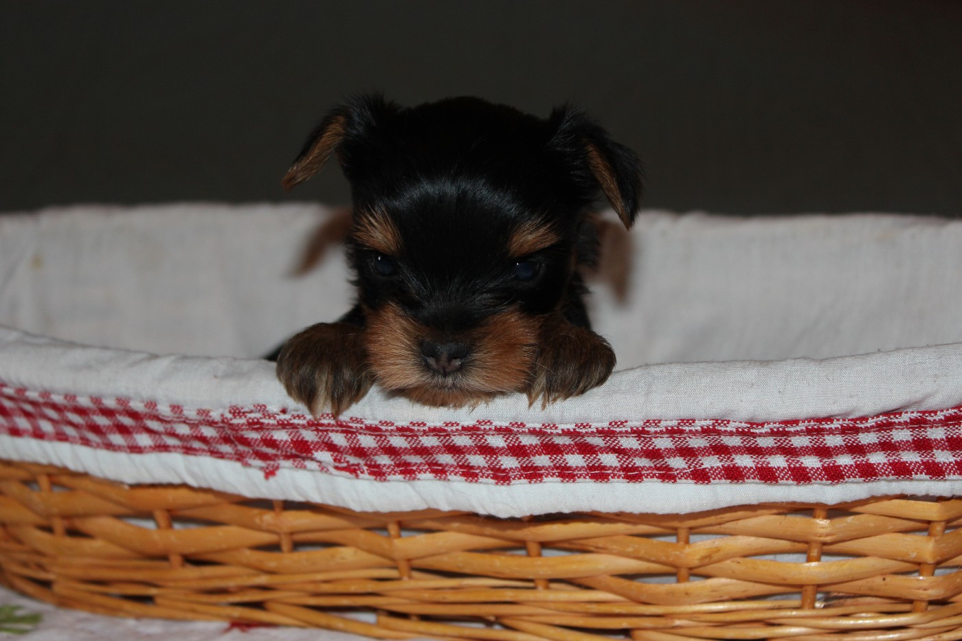 de la Voie des Péniches - Chiots disponibles - Yorkshire Terrier