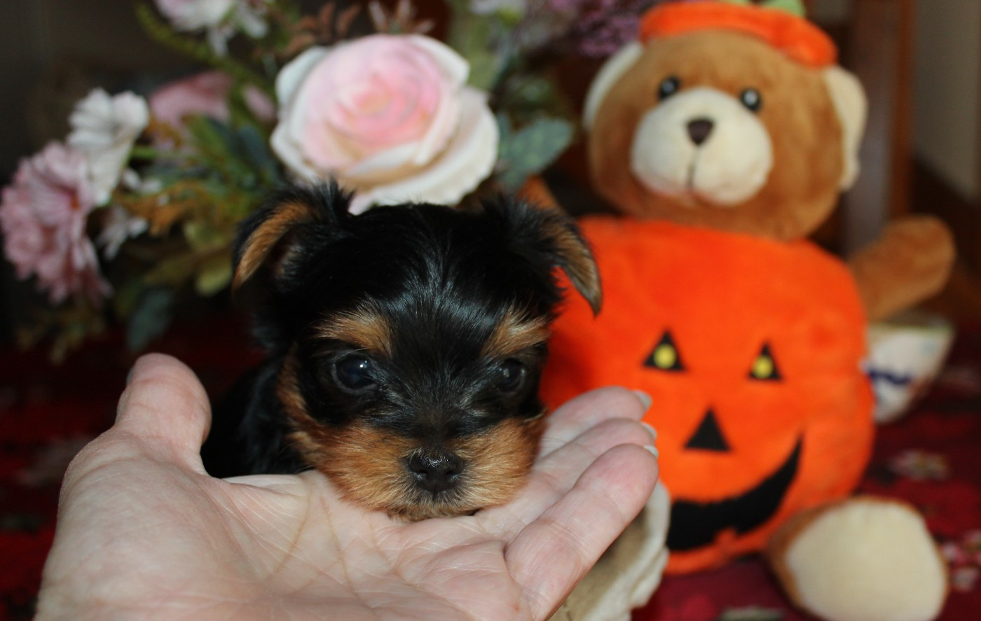 de la Voie des Péniches - Chiots disponibles - Yorkshire Terrier