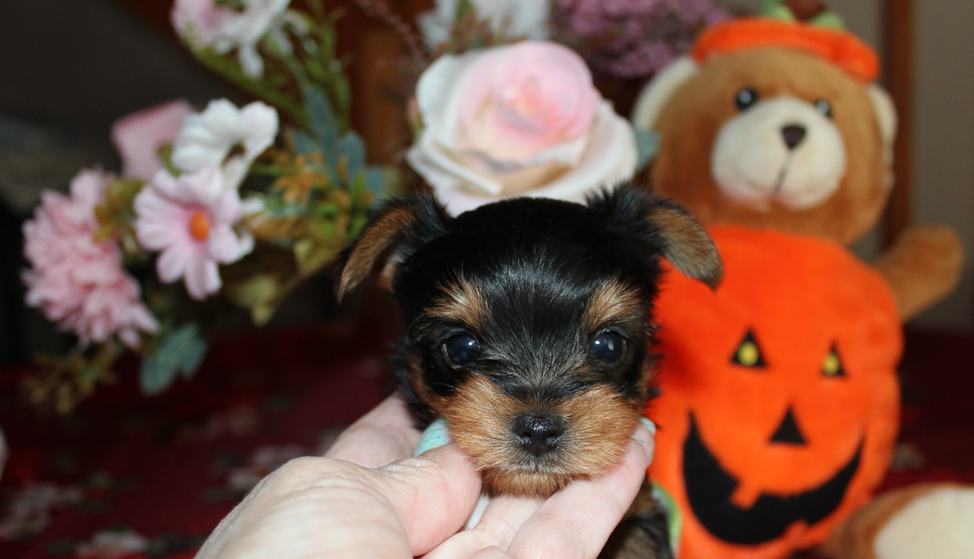 de la Voie des Péniches - Chiots disponibles - Yorkshire Terrier
