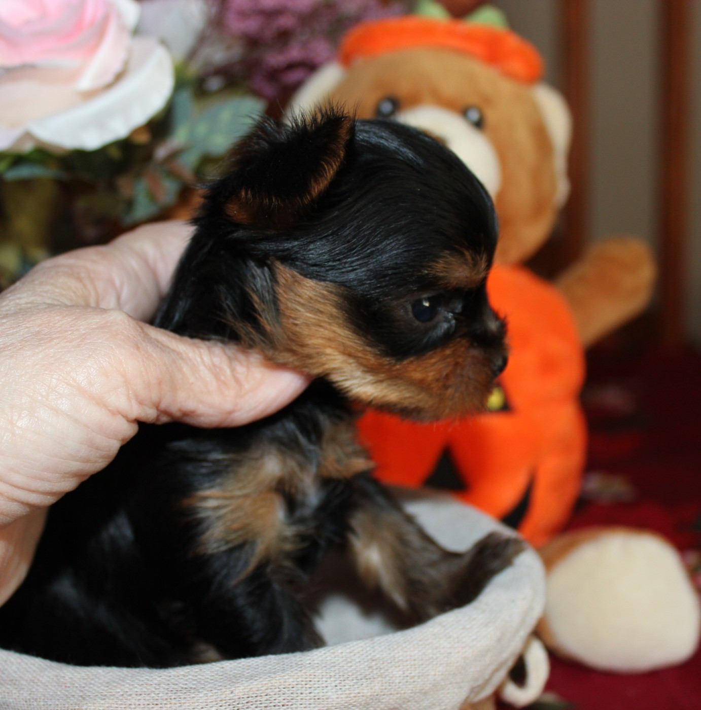 de la Voie des Péniches - Chiots disponibles - Yorkshire Terrier