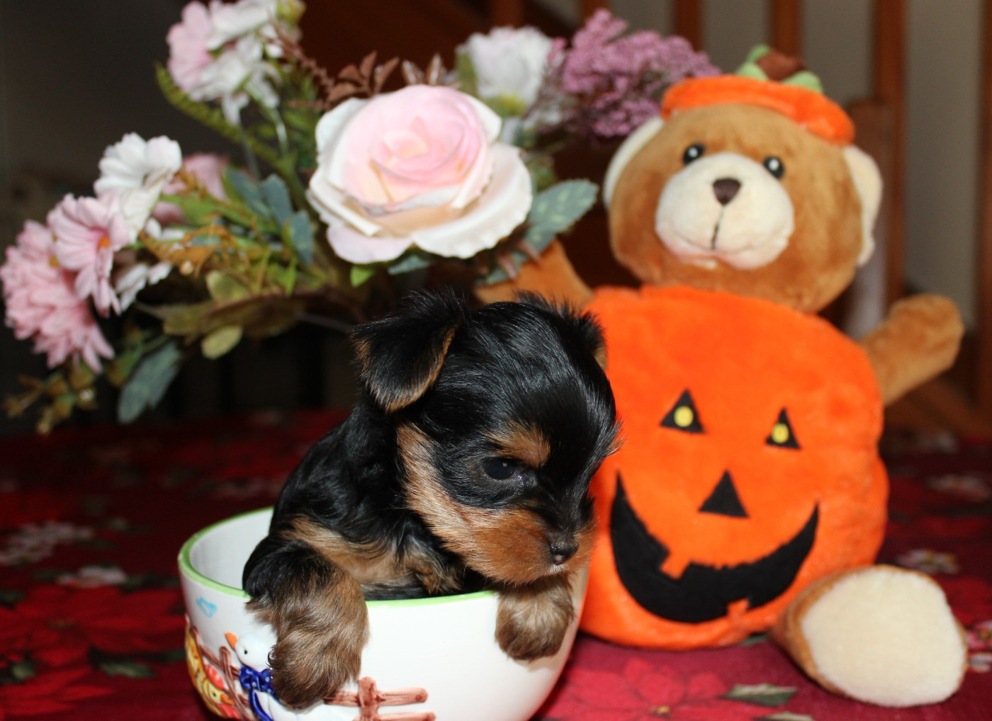 de la Voie des Péniches - Chiots disponibles - Yorkshire Terrier