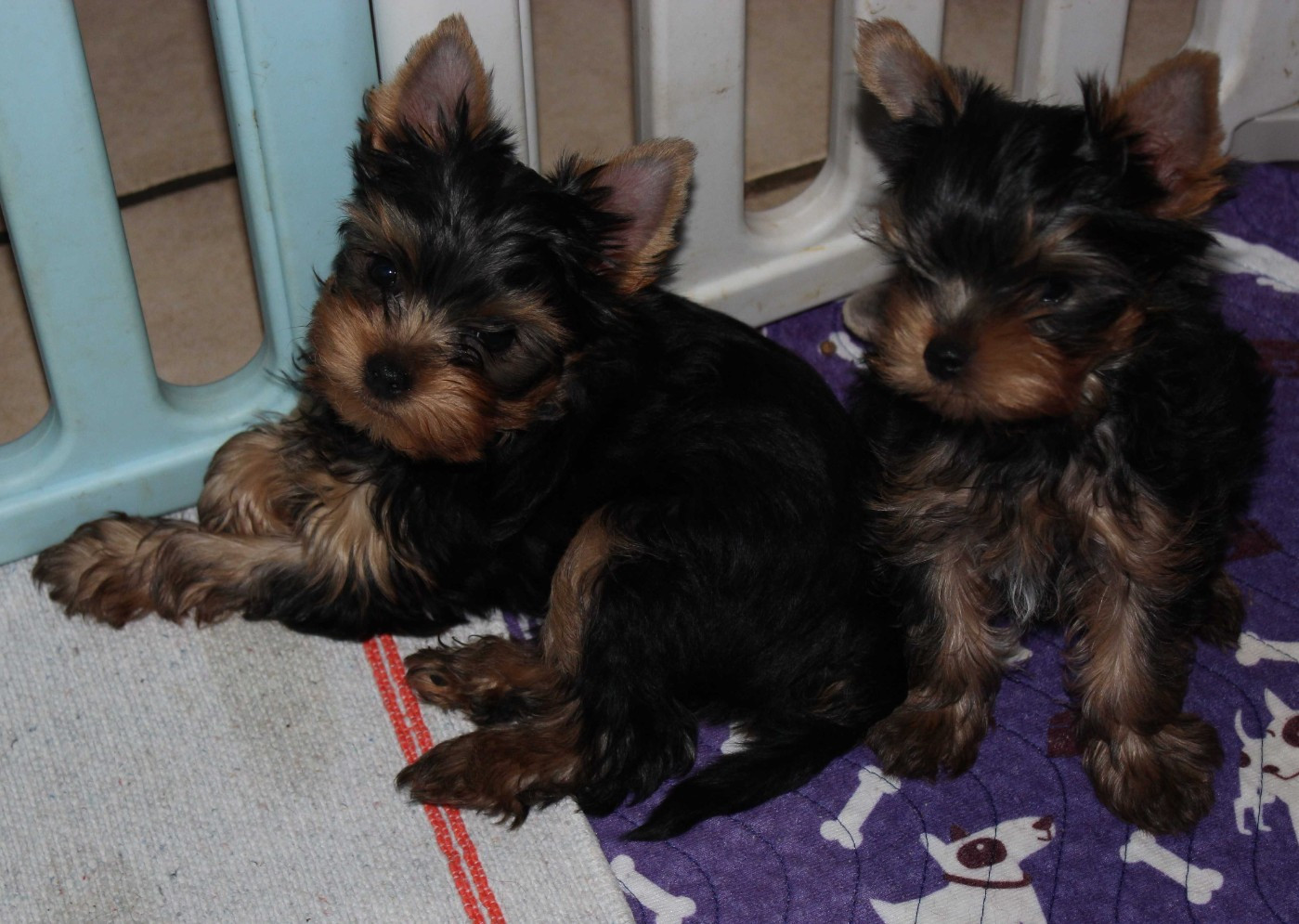 de la Voie des Péniches - Yorkshire Terrier - Portée née le 04/05/2026