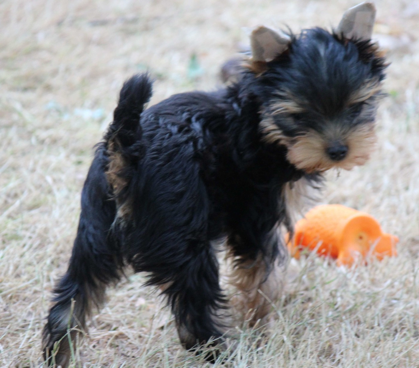 de la Voie des Péniches - Chiots disponibles - Yorkshire Terrier